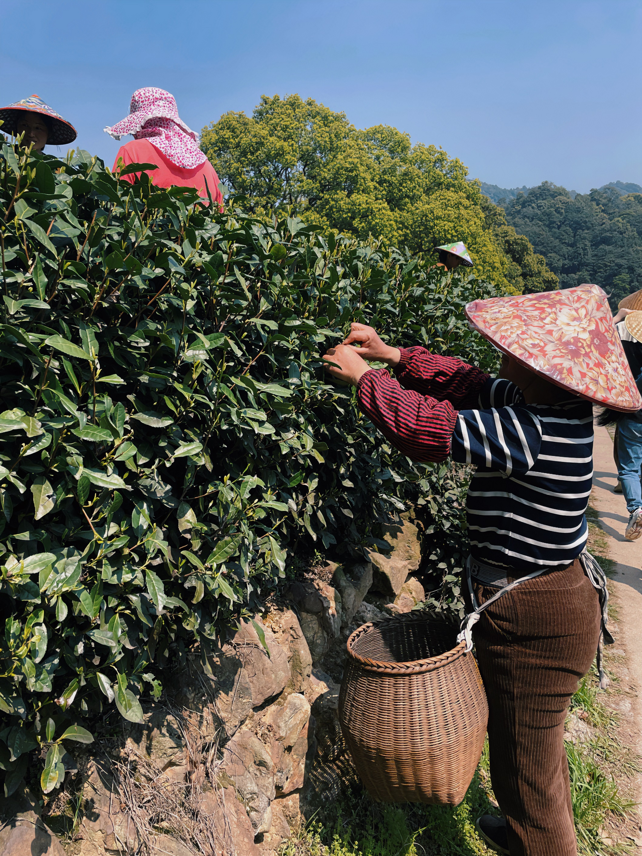 登录入口国贸六部联合举办“以茶之名”茶酒文化交流活动